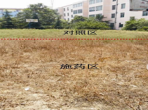 草甘膦高铵盐防除杂草效果