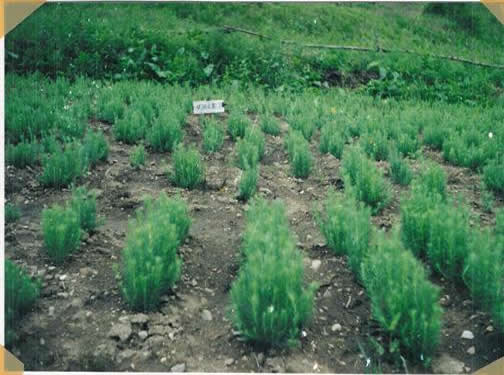 针叶苗木喷施林用惠尔31天后效果