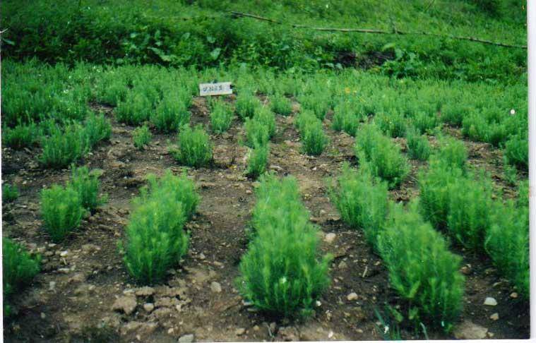 针叶苗木喷施林用惠尔31天后效果