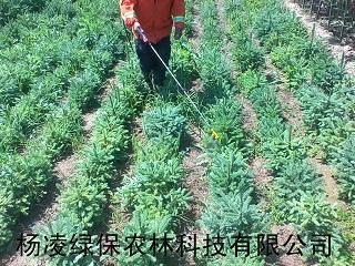 甘肃某林场职工正在云杉林地喷施林用惠尔除草剂
