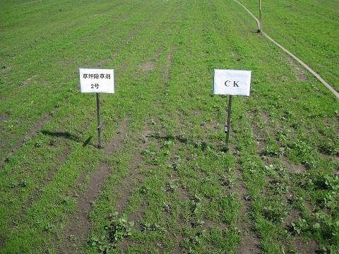 新播草坪使用除草剂效果