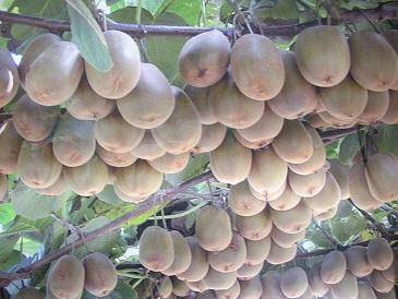 猕猴桃丰产栽培技术