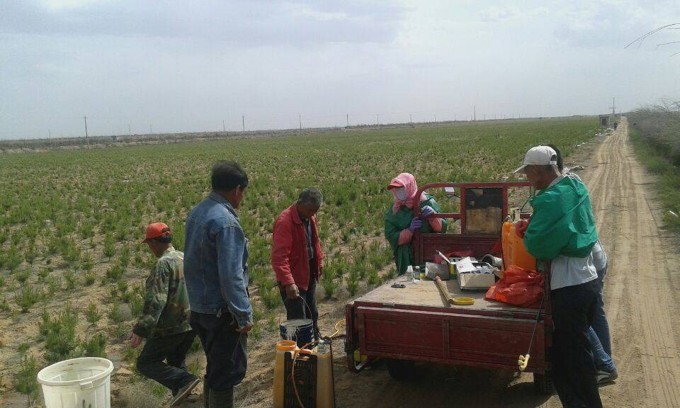 内蒙古自治区某苗圃除草工程