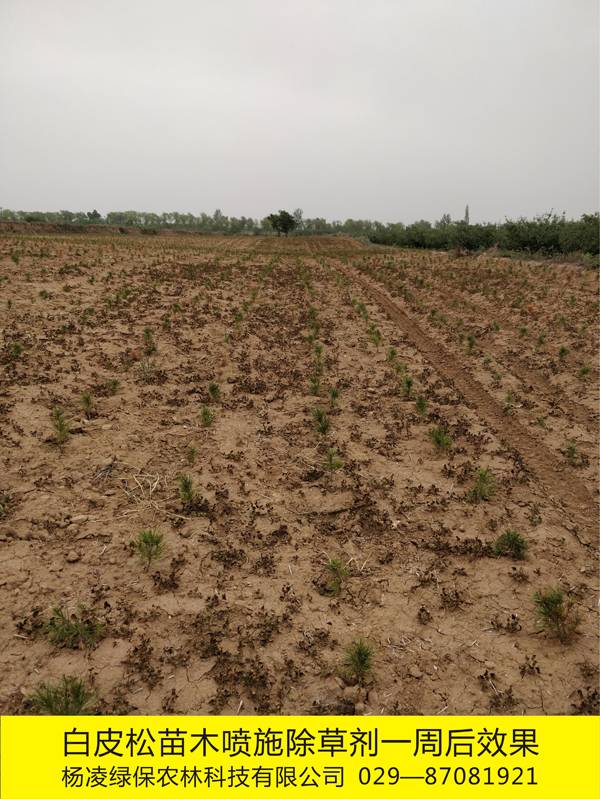 白皮松苗木基地化学除草效果1
