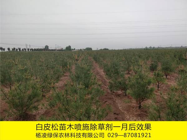 白皮松苗木基地化学除草效果4