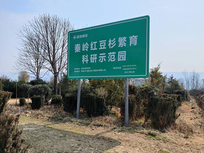 秦岭红豆杉示范区除草